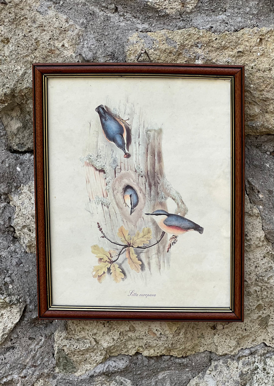 <p>Stampa raffigurante uccellini&nbsp;"Sitta europaea" con cornice in legno.&nbsp;</p> <p>Misure 27x22 cm</p>
