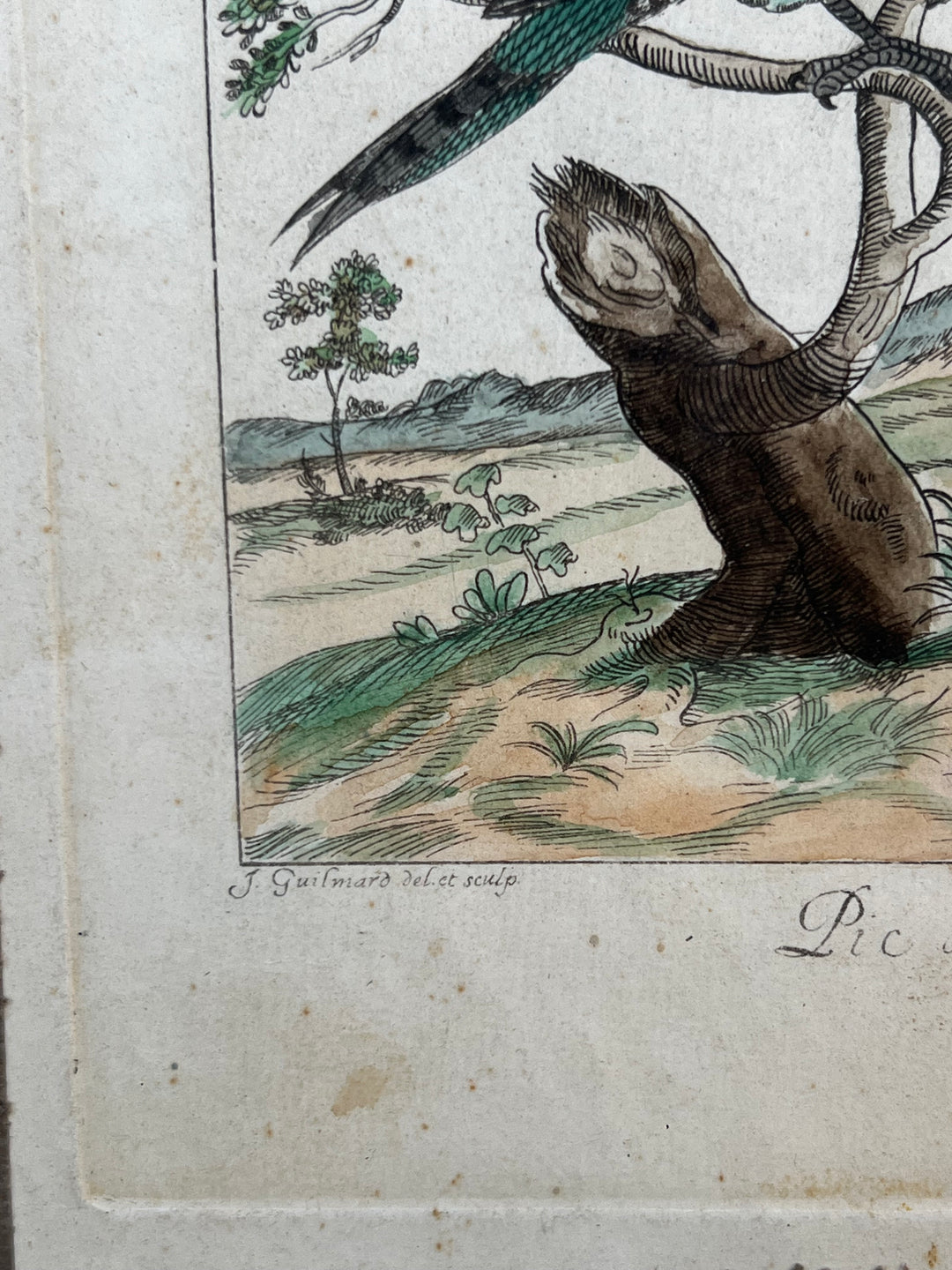 Stampa antica raffigurante un picchio con cornice in legno