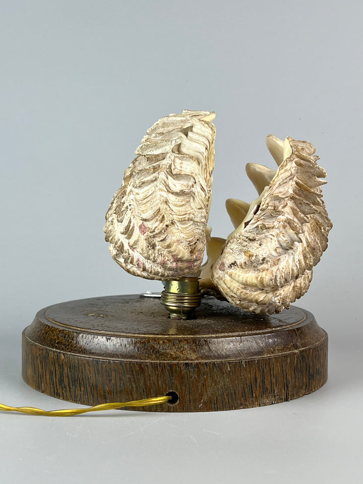 Lampada conchiglia base in legno