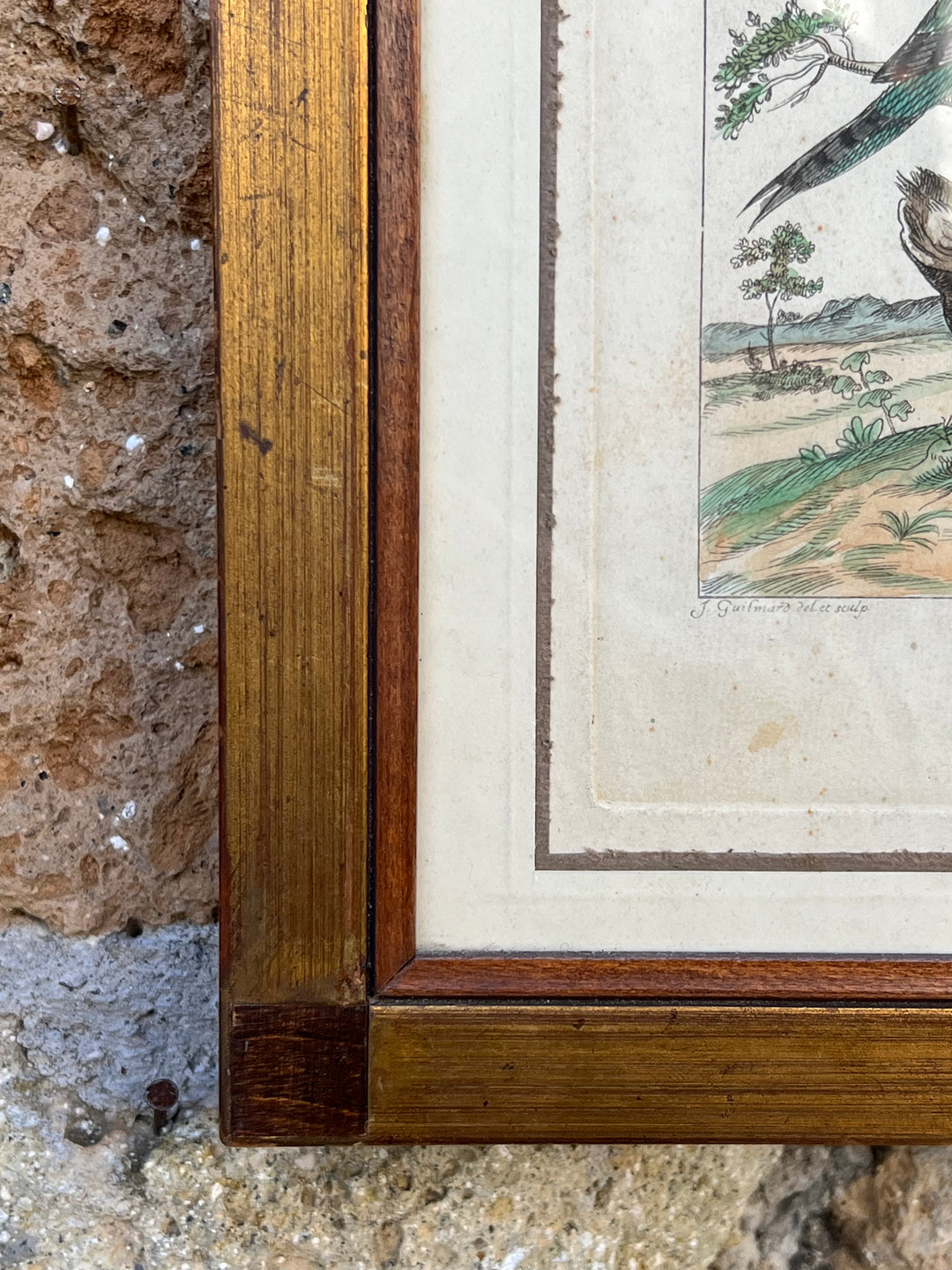 Stampa antica raffigurante un picchio con cornice in legno