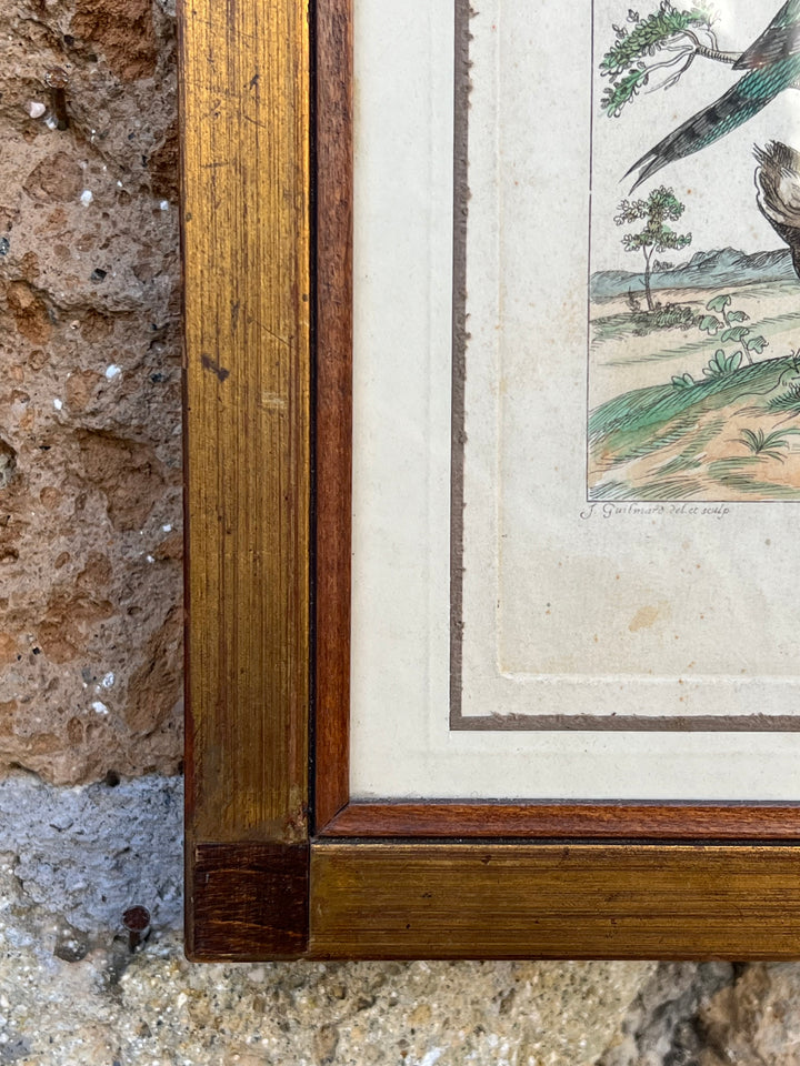 Stampa antica raffigurante un picchio con cornice in legno