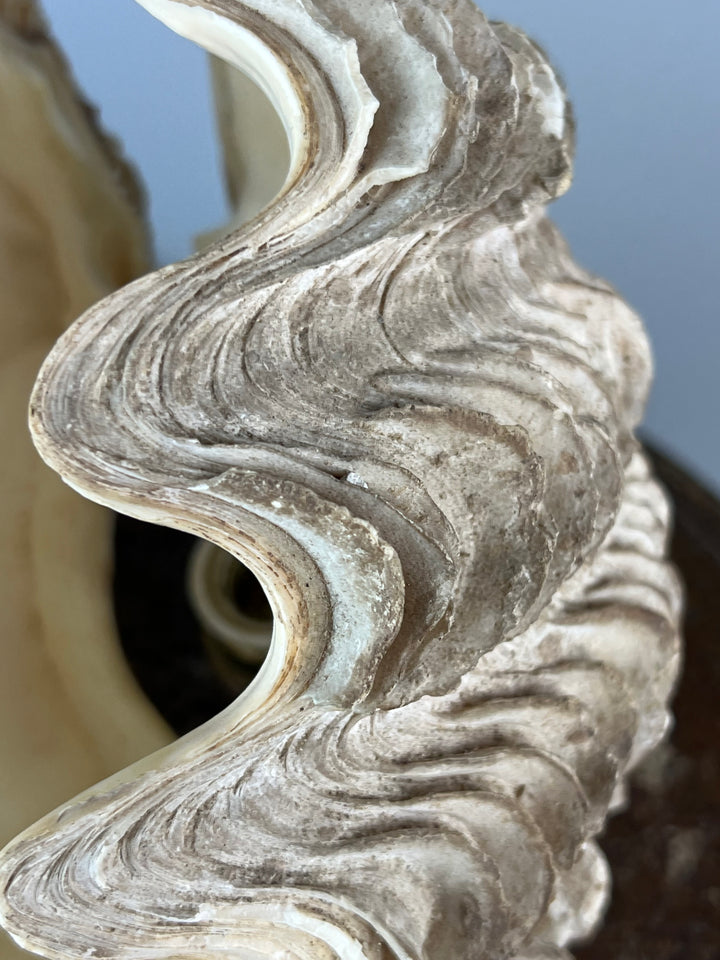 Lampada conchiglia base in legno