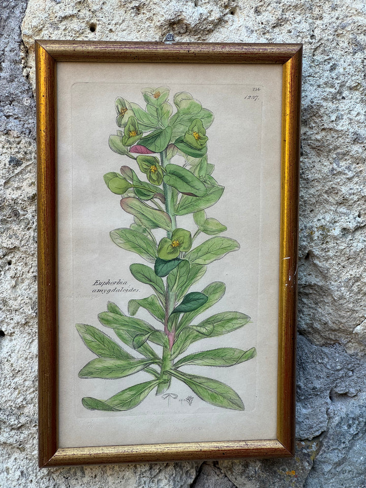 Antica Stampa Botanica Inglese 1795 "Euphorbia Amygdaloides"