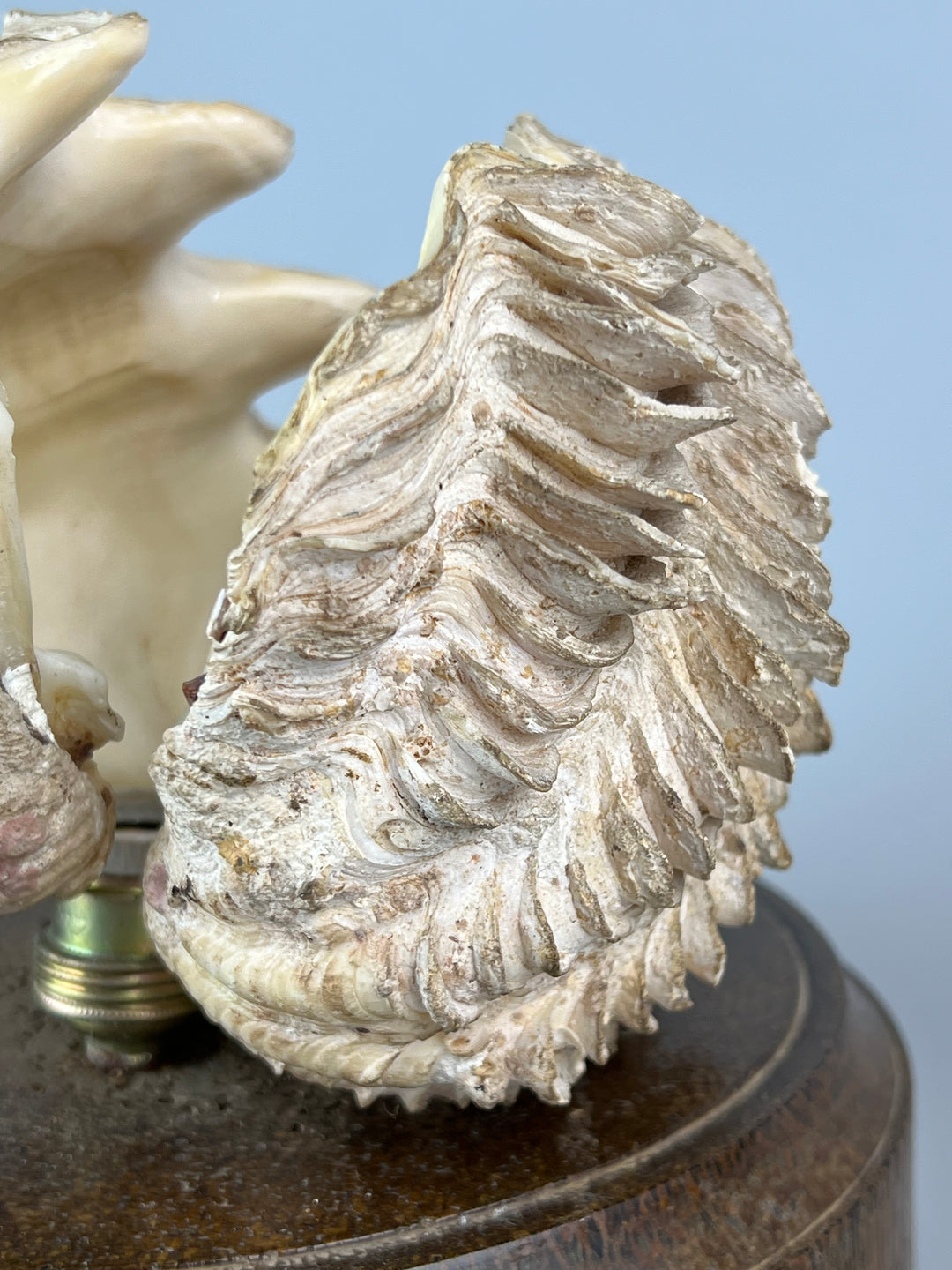Lampada conchiglia base in legno