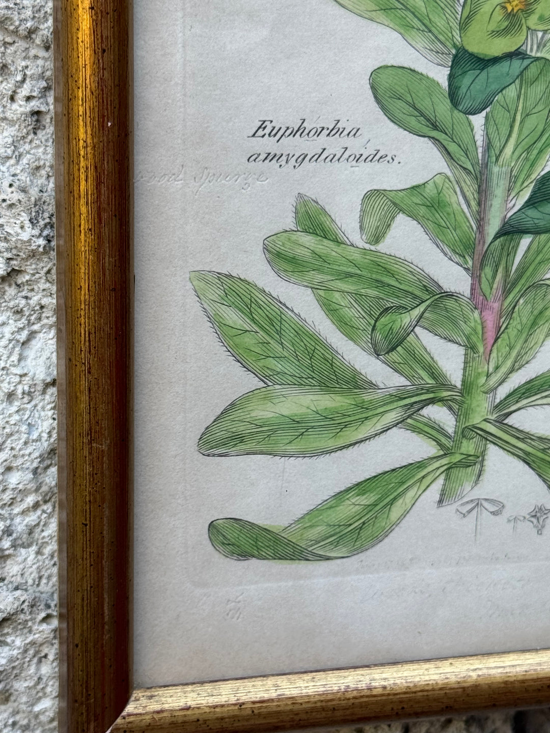 Antica Stampa Botanica Inglese 1795 "Euphorbia Amygdaloides"