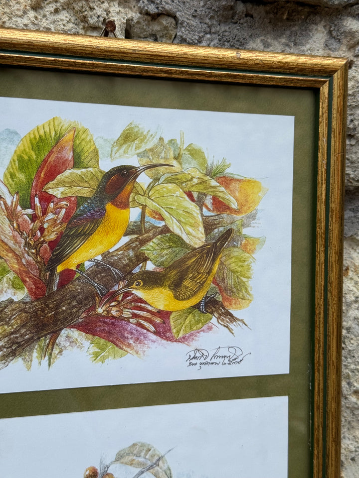 Stampe ornitologiche vintage con cornice dorata