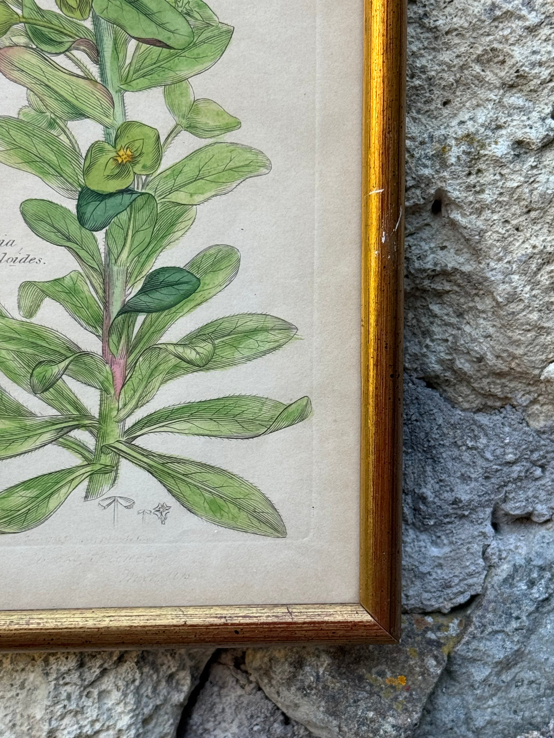 Antica Stampa Botanica Inglese 1795 "Euphorbia Amygdaloides"