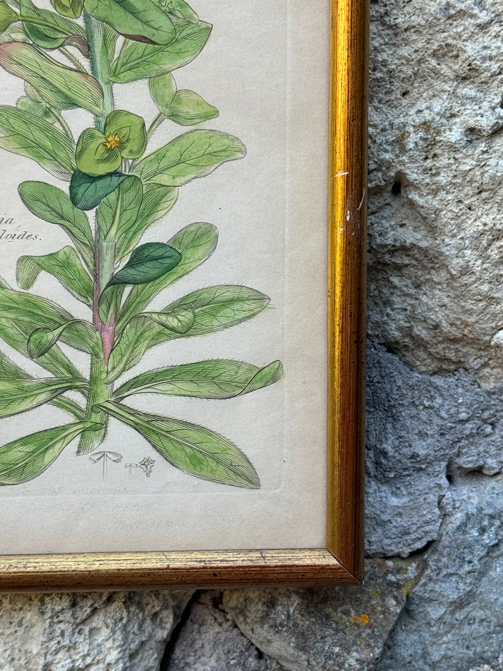 Antica Stampa Botanica Inglese 1795 "Euphorbia Amygdaloides"