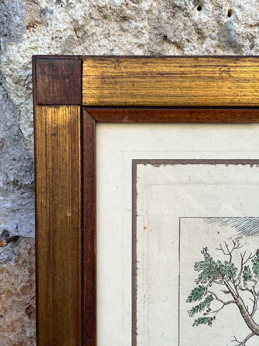 Stampa antica raffigurante un picchio con cornice in legno