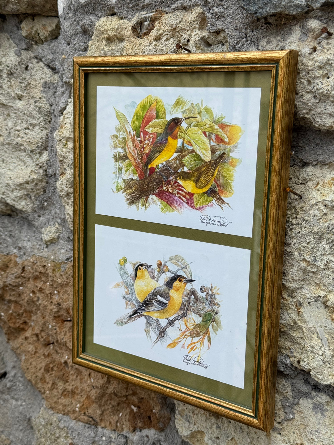 Stampe ornitologiche vintage con cornice dorata