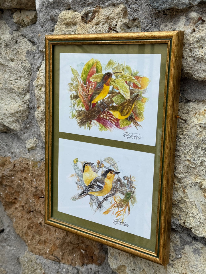 Stampe ornitologiche vintage con cornice dorata