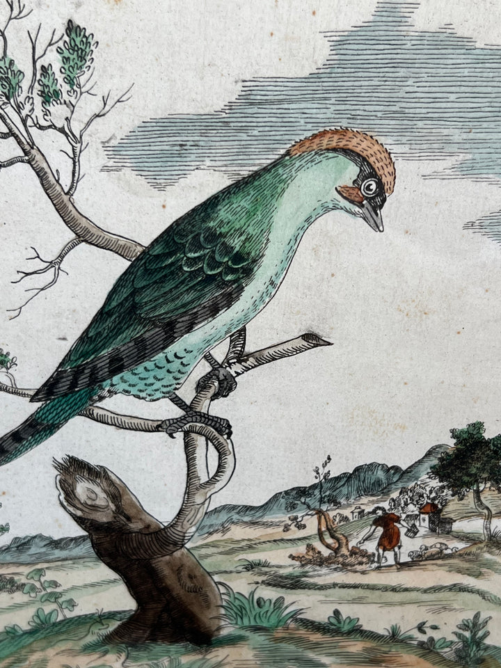 Stampa antica raffigurante un picchio con cornice in legno