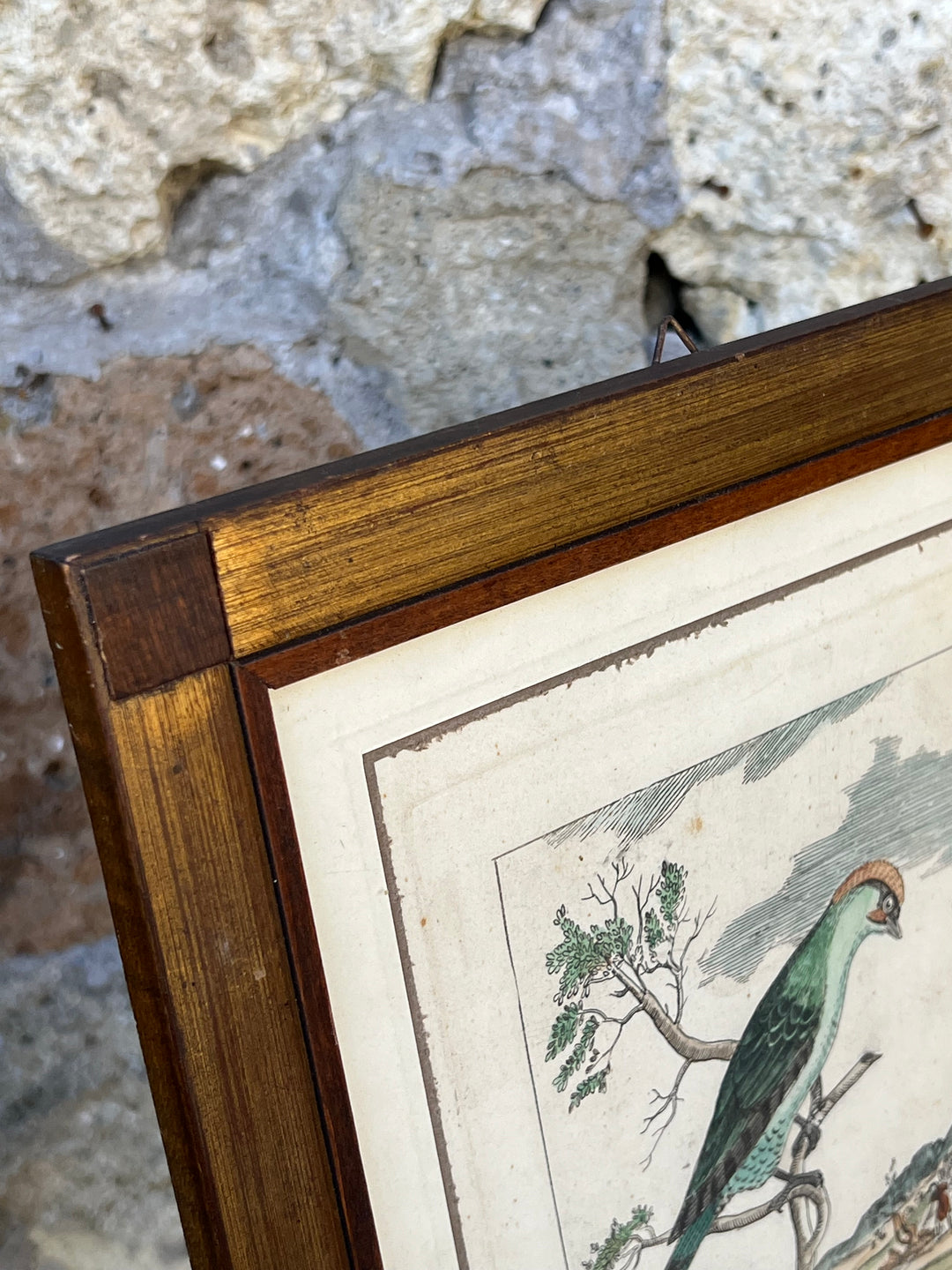 Stampa antica raffigurante un picchio con cornice in legno