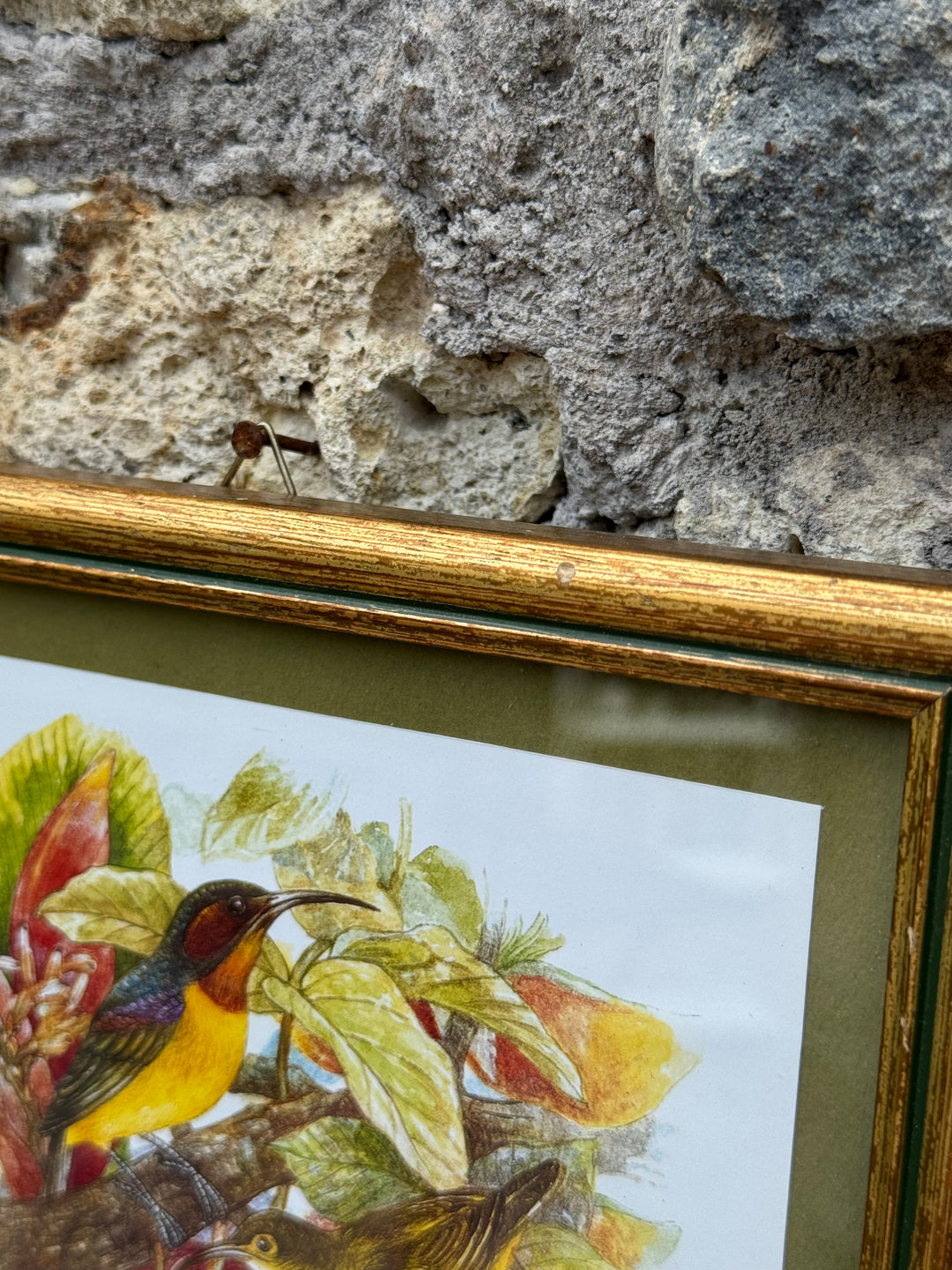 Stampe ornitologiche vintage con cornice dorata
