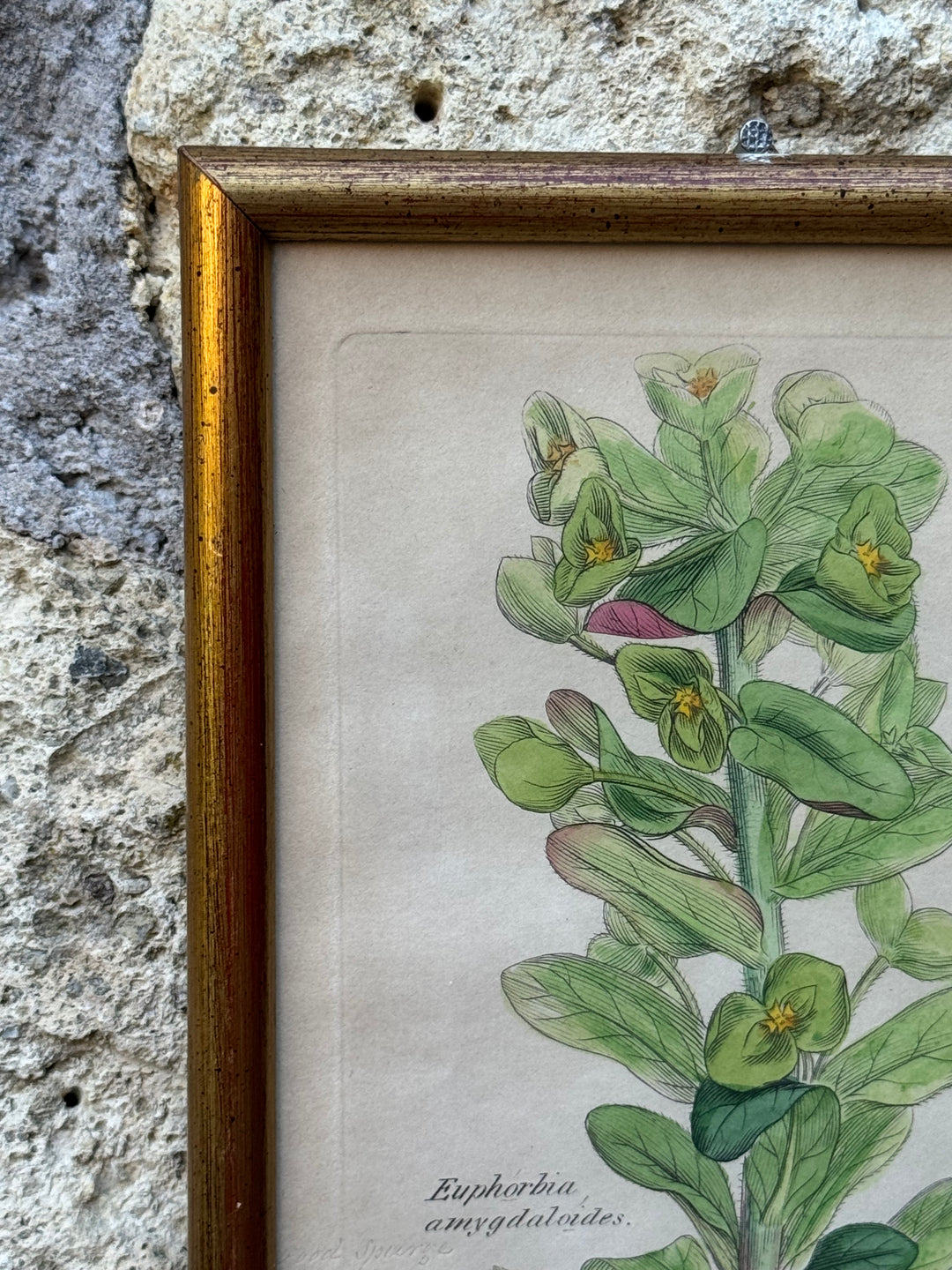 Antica Stampa Botanica Inglese 1795 "Euphorbia Amygdaloides"