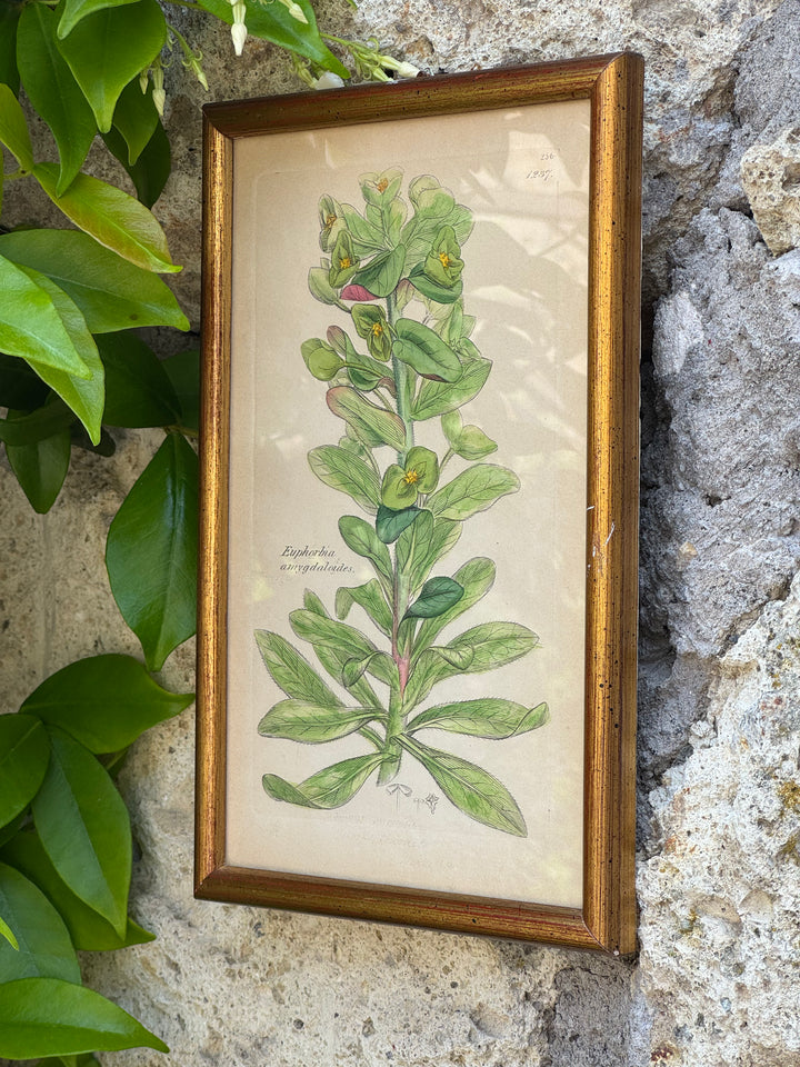 Antica stampa botanica inglese del 1795 con Euphorbia amygdaloides colorata a mano