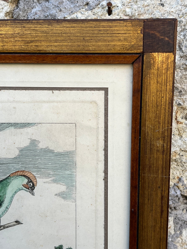 Stampa antica raffigurante un picchio con cornice in legno