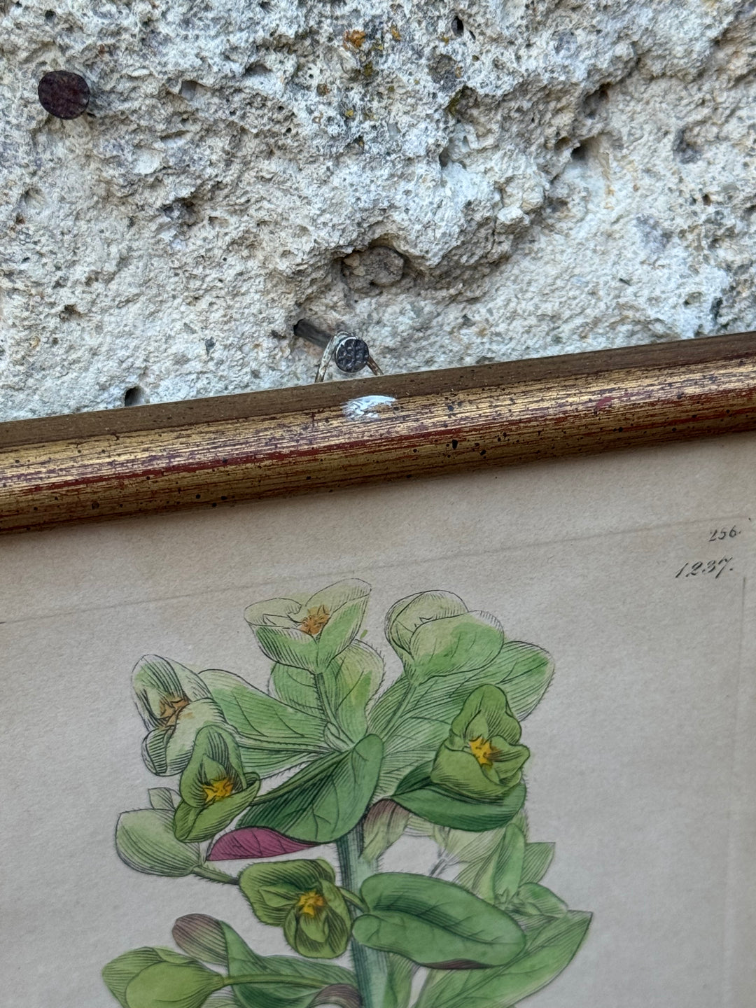 Antica Stampa Botanica Inglese 1795 "Euphorbia Amygdaloides"