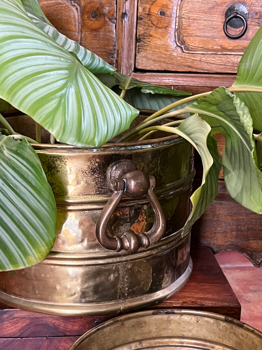 Cachepot vintage in ottone con maniglie ad anello e foglia tropicale decorativa
