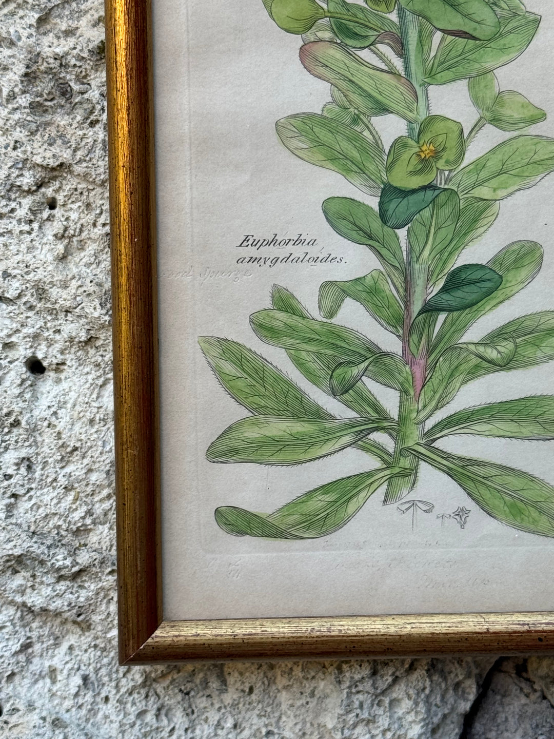 Antica Stampa Botanica Inglese 1795 "Euphorbia Amygdaloides"