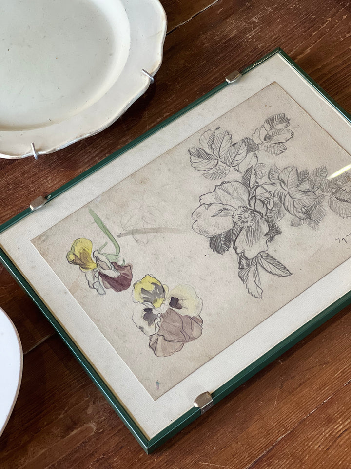 Disegno botanico vintage acquarellato con viole del pensiero incorniciato sotto vetro