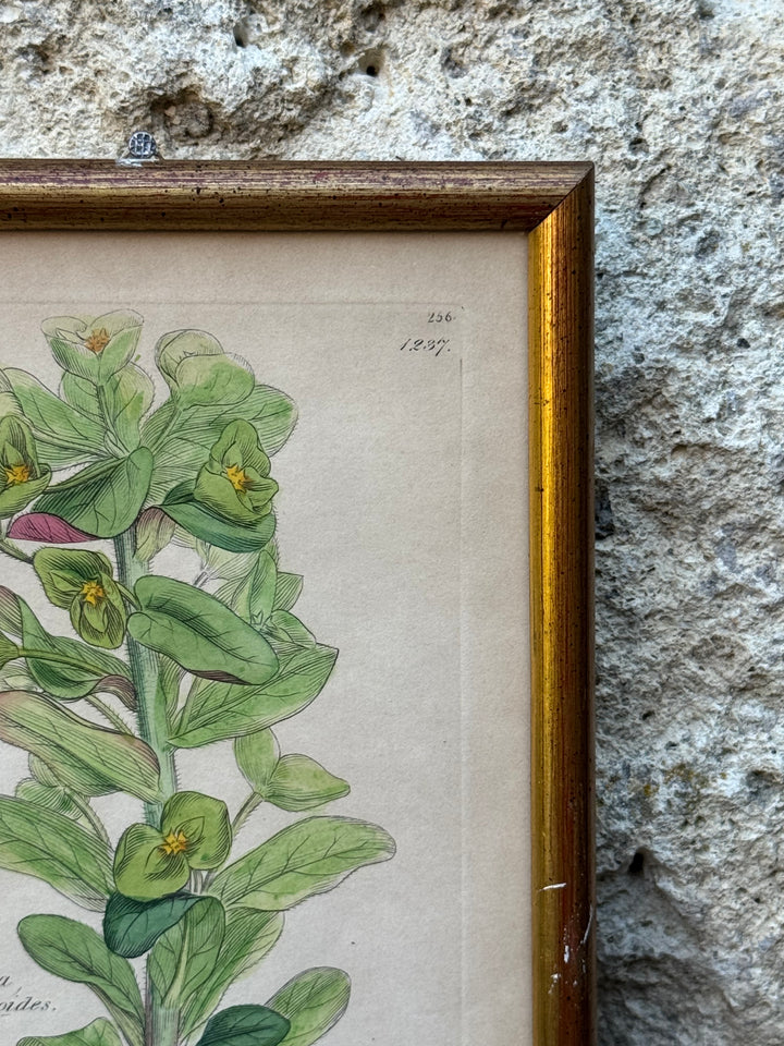 Antica Stampa Botanica Inglese 1795 "Euphorbia Amygdaloides"