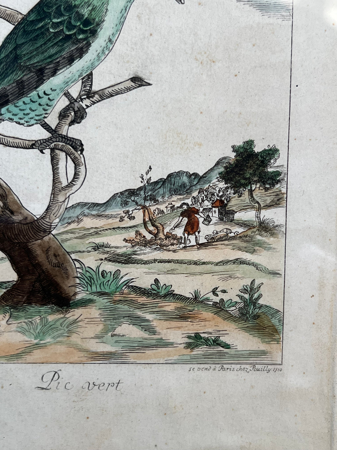 Stampa antica raffigurante un picchio con cornice in legno