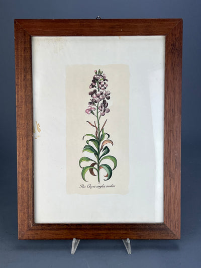 Stampa botanica vintage