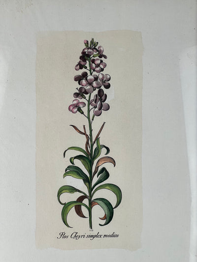 Stampa botanica vintage