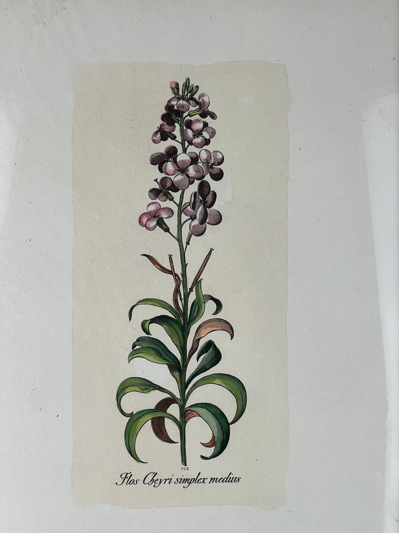 Stampa botanica vintage
