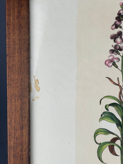 Stampa botanica vintage