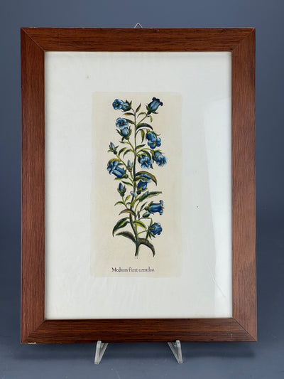 Stampa botanica vintage
