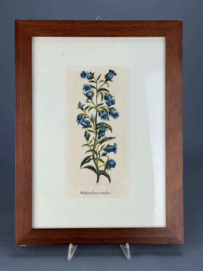 Stampa botanica vintage