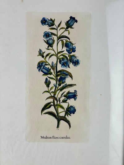 Stampa botanica vintage