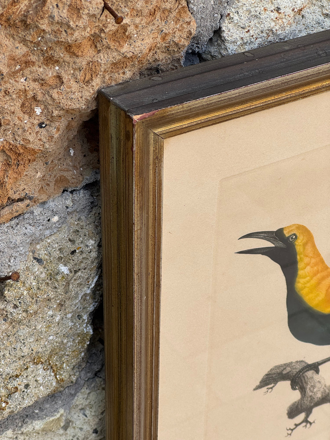 Set di 4 incisioni naturalistiche con uccelli esotici Barraband
