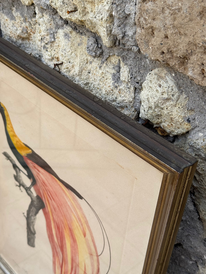 Set di 4 incisioni naturalistiche con uccelli esotici Barraband