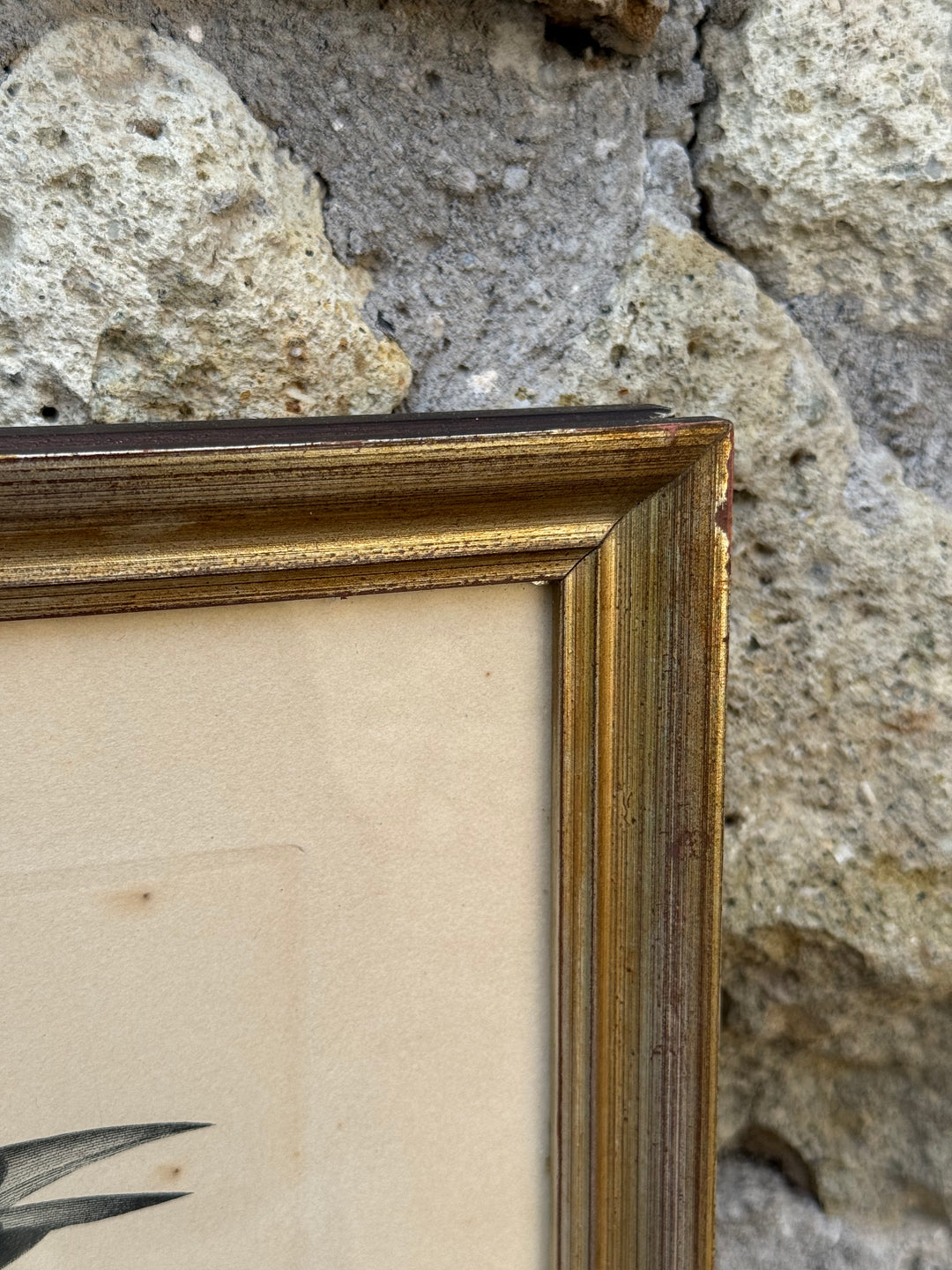 Set di 4 incisioni naturalistiche con uccelli esotici Barraband