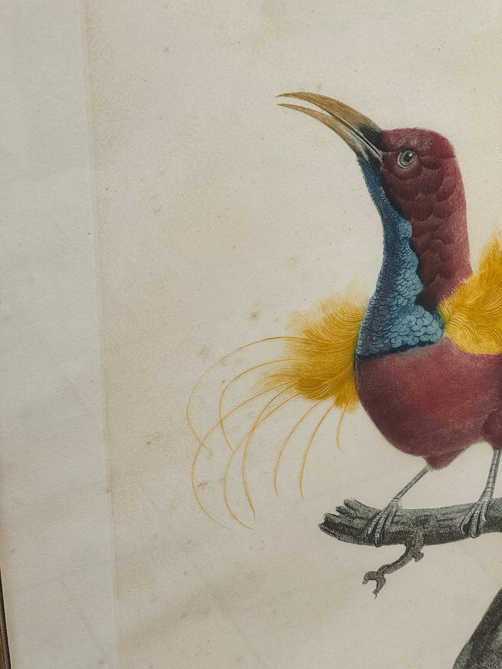 Set di 4 incisioni naturalistiche con uccelli esotici Barraband