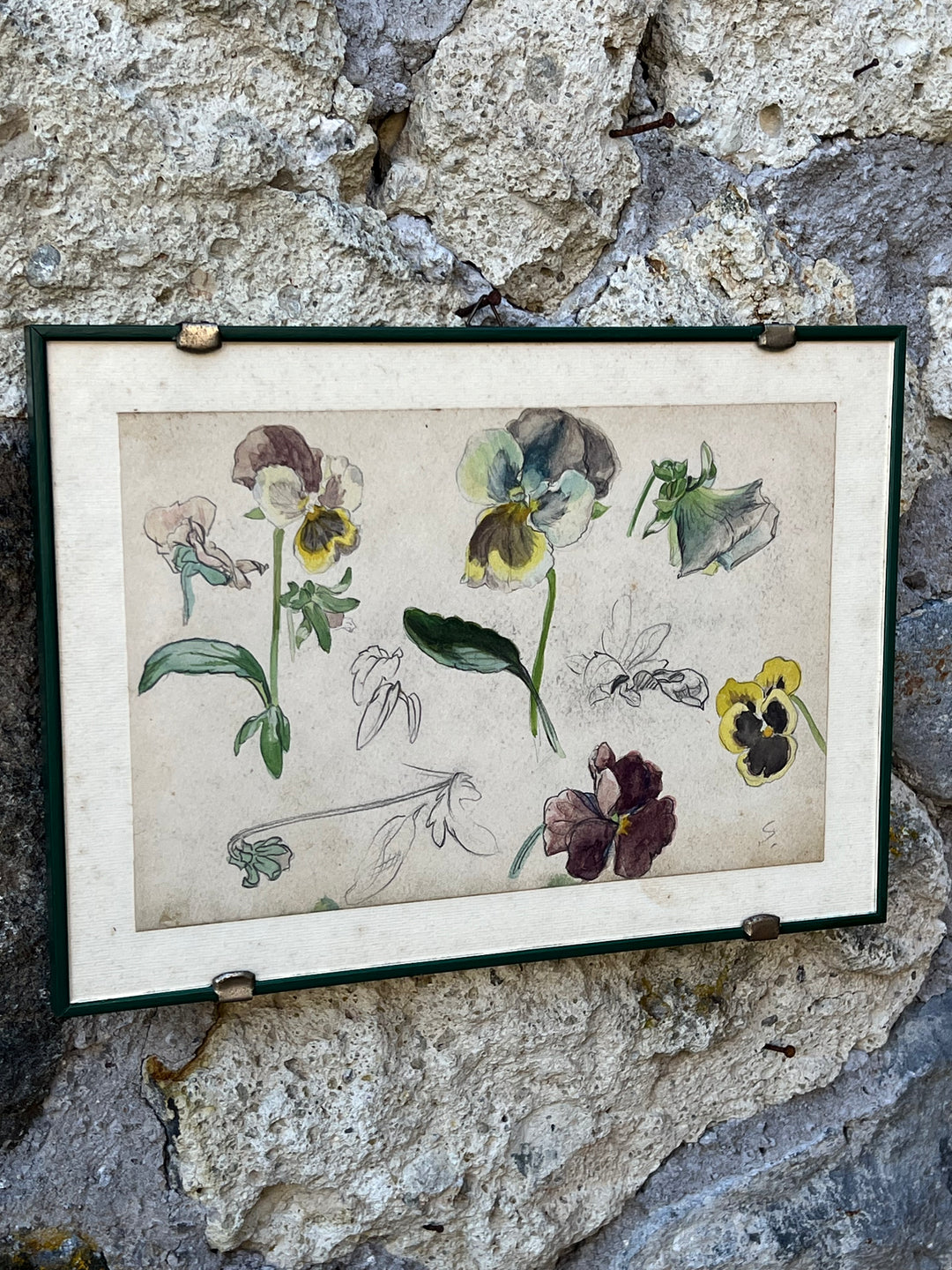 Quadro con Studio Botanico Acquarellato – Viole del Pensiero, Disegno a Mano