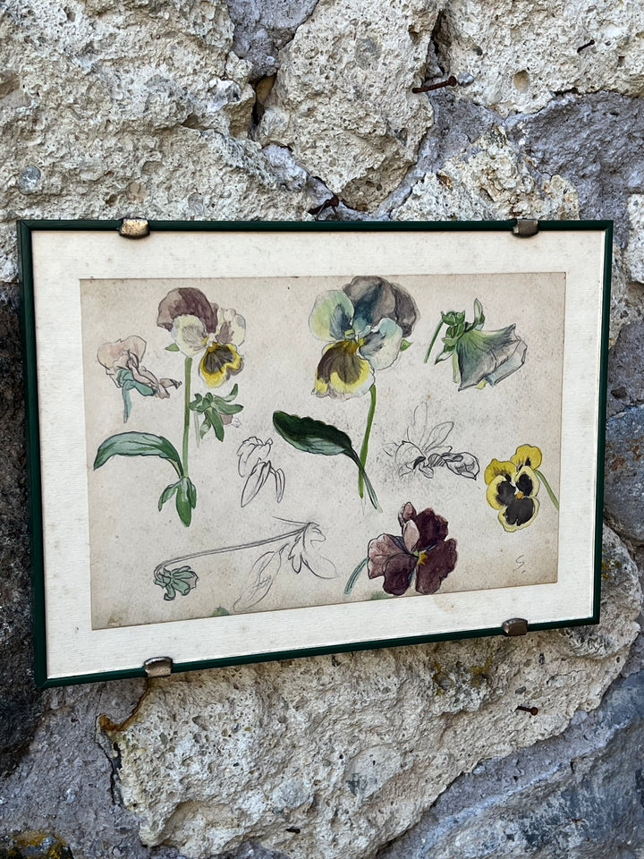 Quadro con Studio Botanico Acquarellato – Viole del Pensiero, Disegno a Mano