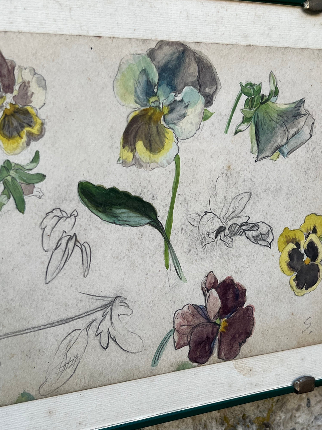 Quadro con Studio Botanico Acquarellato – Viole del Pensiero, Disegno a Mano