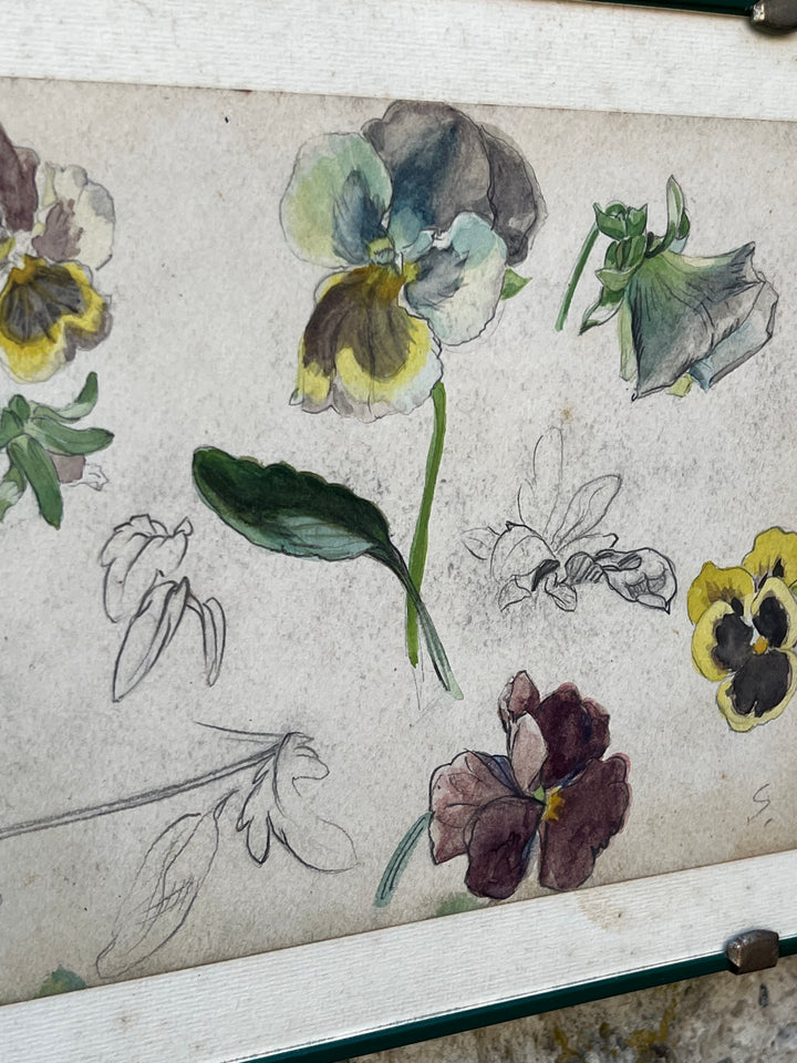 Quadro con Studio Botanico Acquarellato – Viole del Pensiero, Disegno a Mano