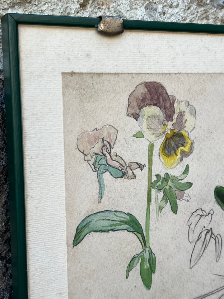 Quadro con Studio Botanico Acquarellato – Viole del Pensiero, Disegno a Mano