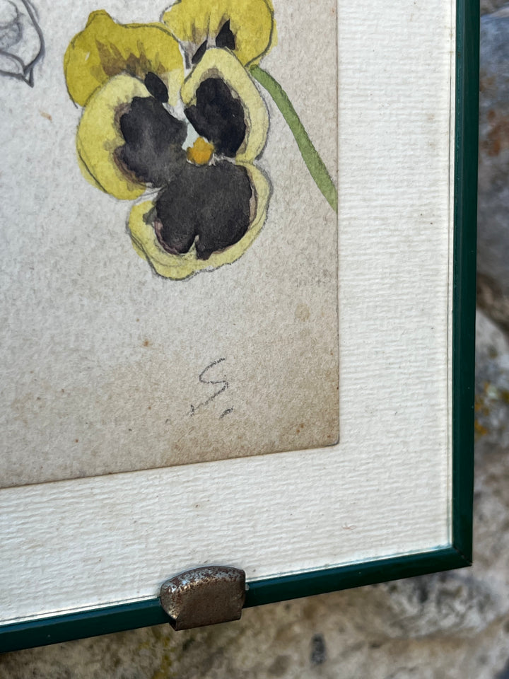 Quadro con Studio Botanico Acquarellato – Viole del Pensiero, Disegno a Mano