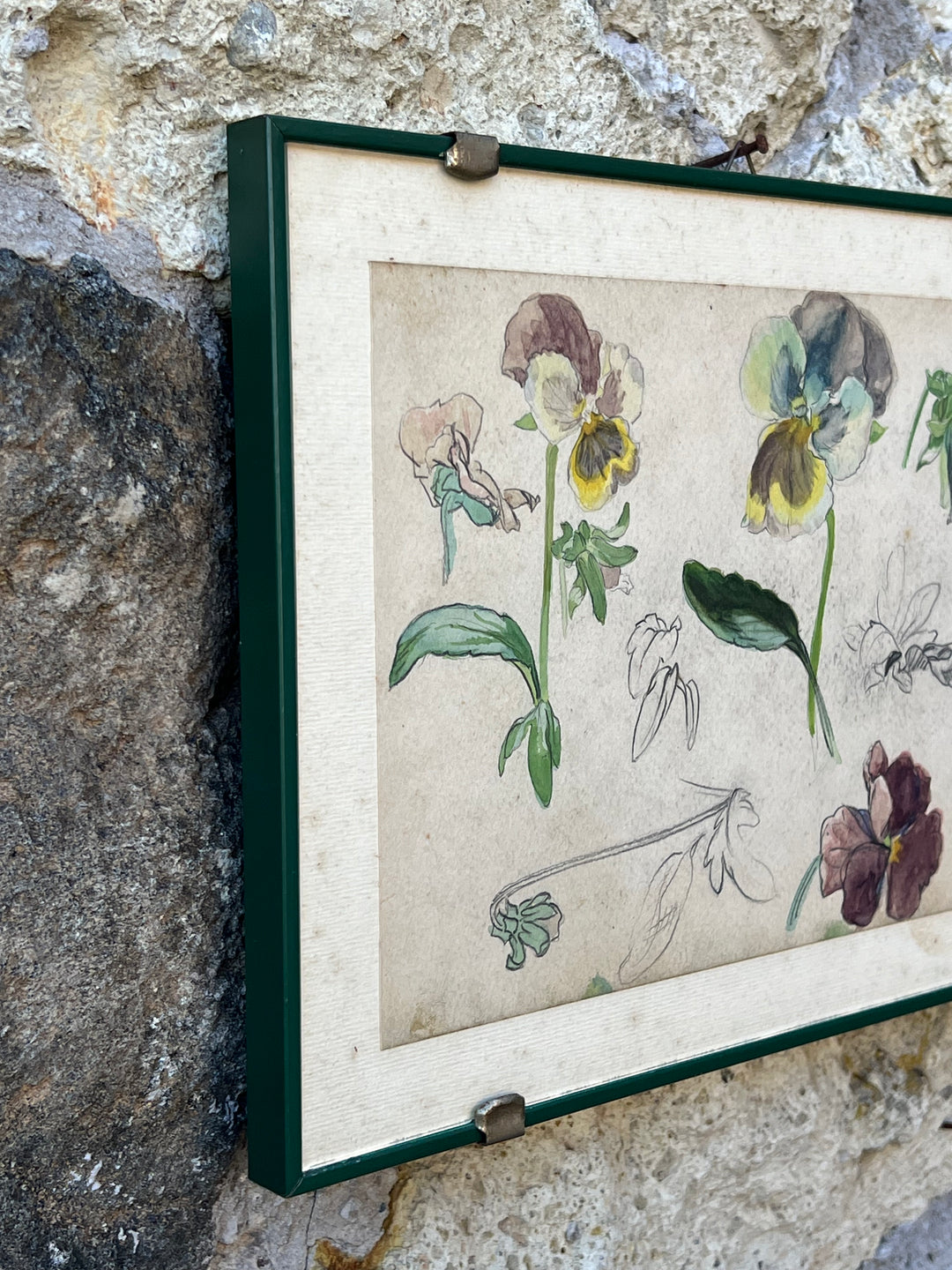 Quadro con Studio Botanico Acquarellato – Viole del Pensiero, Disegno a Mano