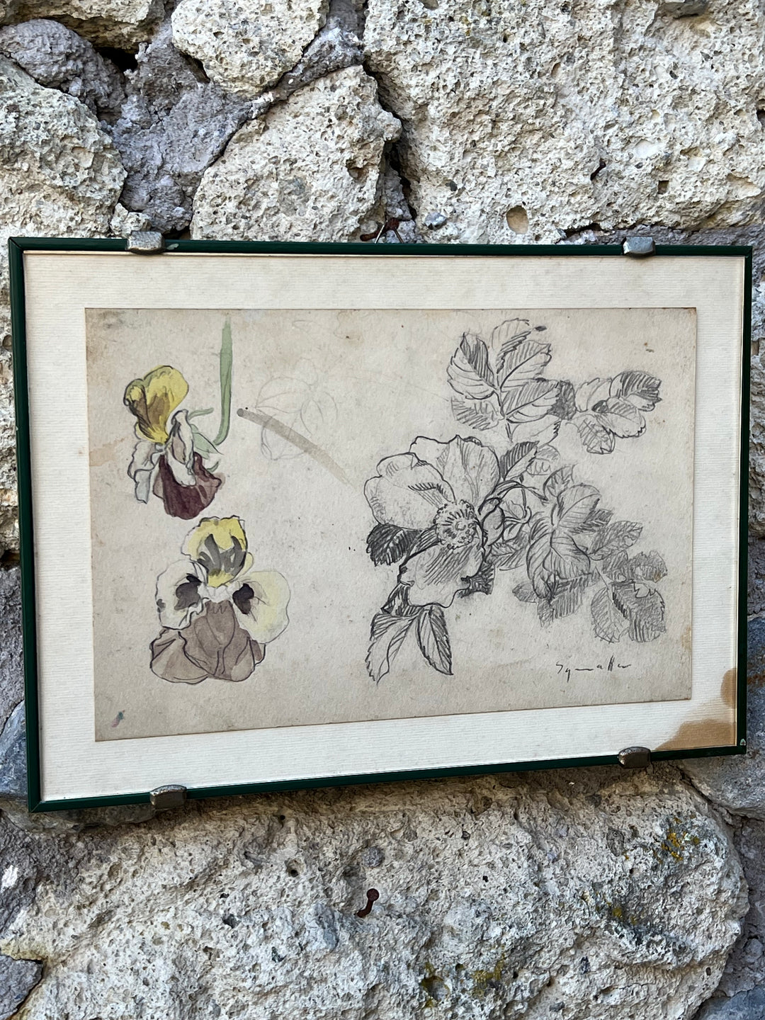 Disegno Acquarellato di Viole – Studio Botanico su Carta Antica