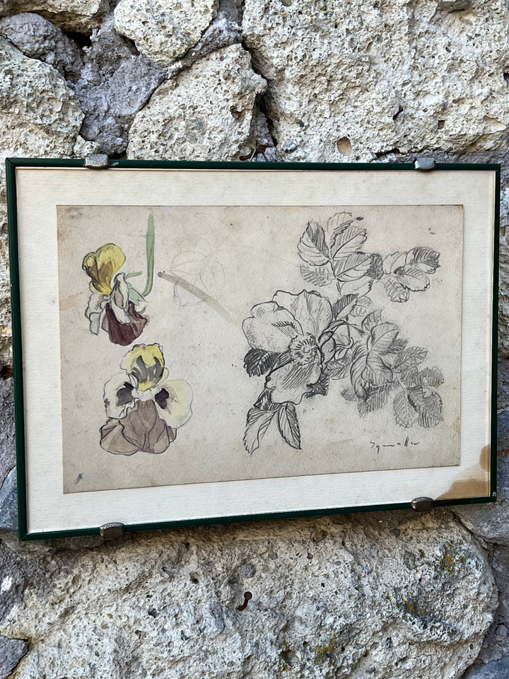 Disegno Acquarellato di Viole – Studio Botanico su Carta Antica