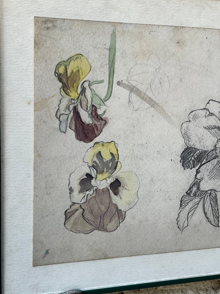 Disegno Acquarellato di Viole – Studio Botanico su Carta Antica