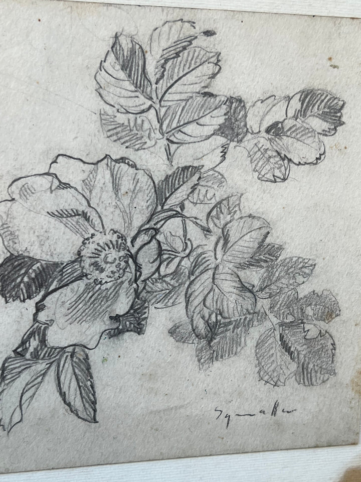 Disegno Acquarellato di Viole – Studio Botanico su Carta Antica