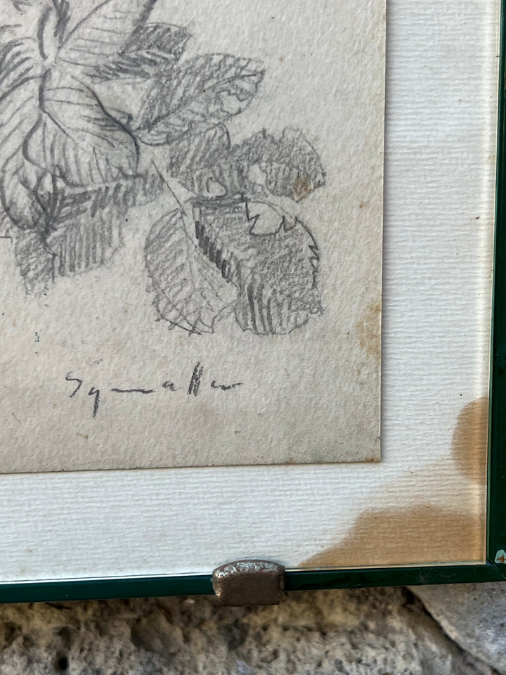 Disegno Acquarellato di Viole – Studio Botanico su Carta Antica